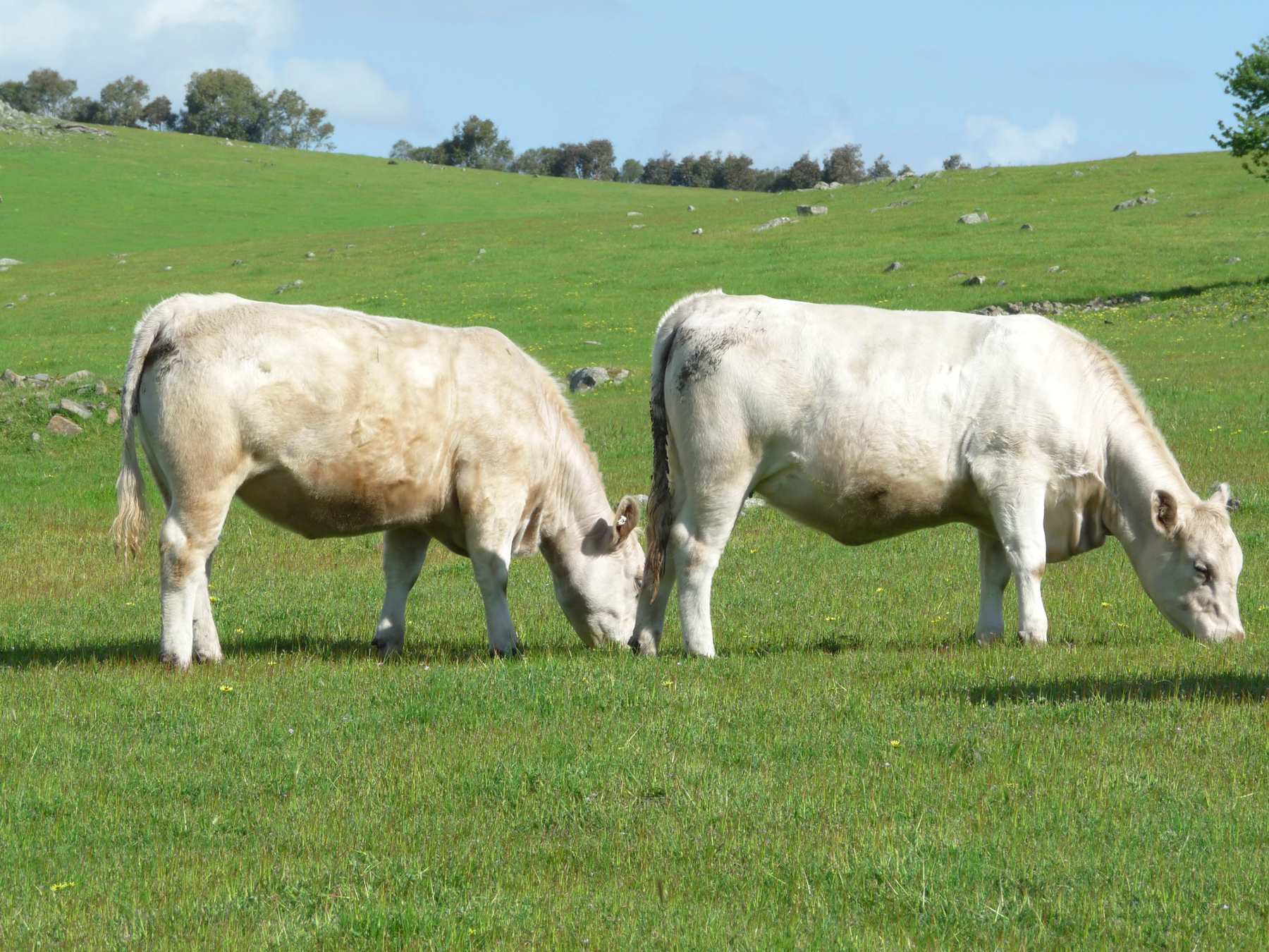 Bottlesford Murray Greys