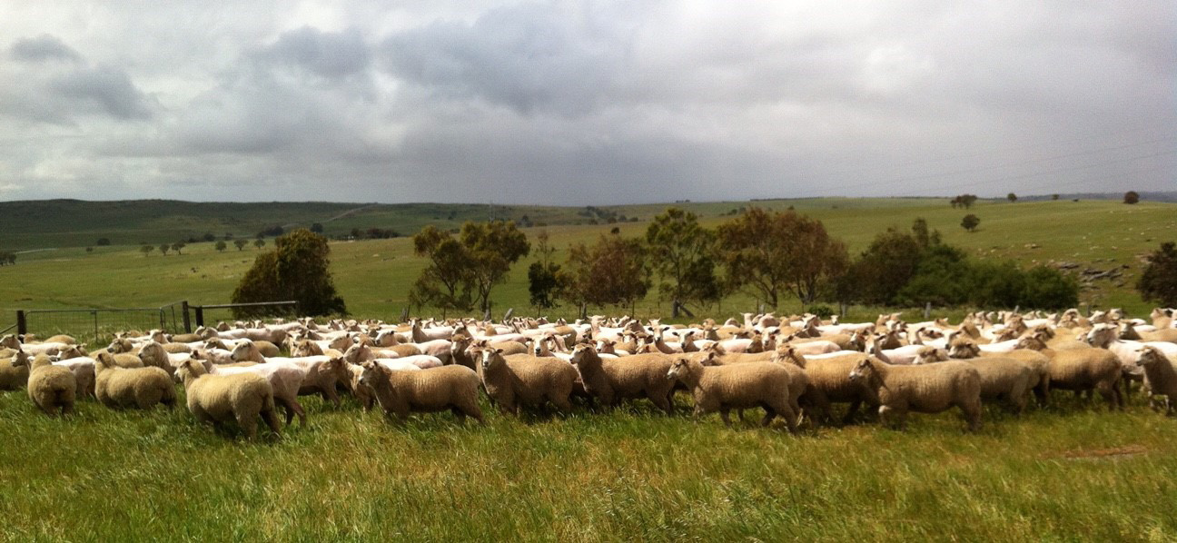 Bottlesford Mixed Farming - Merino and Prime Lamb Sheep