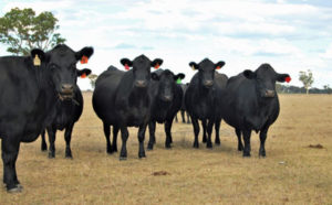 Group-angus-cows-web400 Group-angus-cows-web400