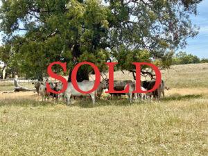 sale-cowsweb500 sale-cowsweb500