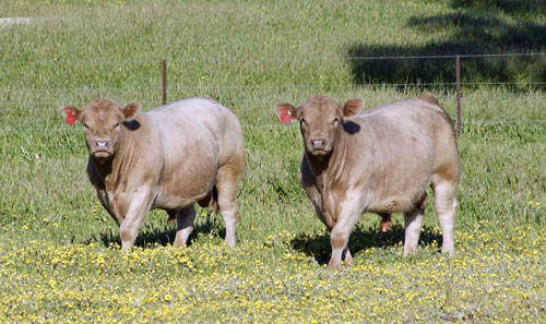 TWOBULLSWEB500 TWOBULLSWEB500