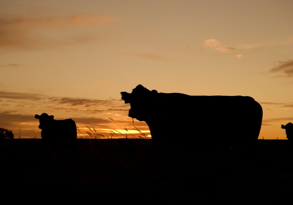 cattle, grazing, silhouettes